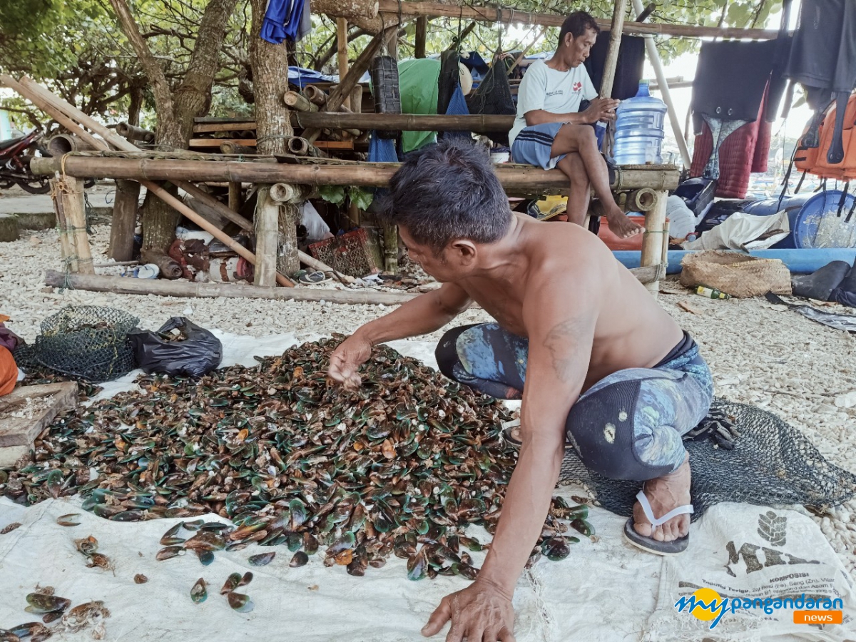 Kisah Penyelam Kerang Hijau, Keberanian dan Keahlian di Laut Pangandaran