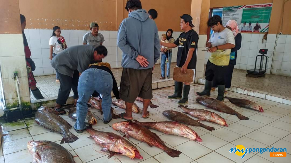 Lelang Ikan di Pangandaran, KM NELAYAN 2016 331 Raup Rp.184 Juta dari Ikan Cabuk