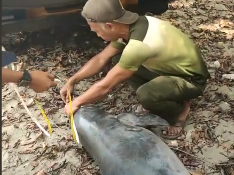 Lumba-Lumba Hidung Botol Ditemukan Mati Terdampar di Pantai Pangandaran