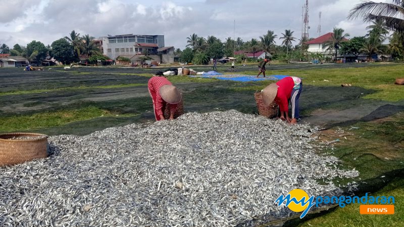 Melimpah, Ikan Layang Dijemur di Lapang Ketapang Doyong Pangandaran