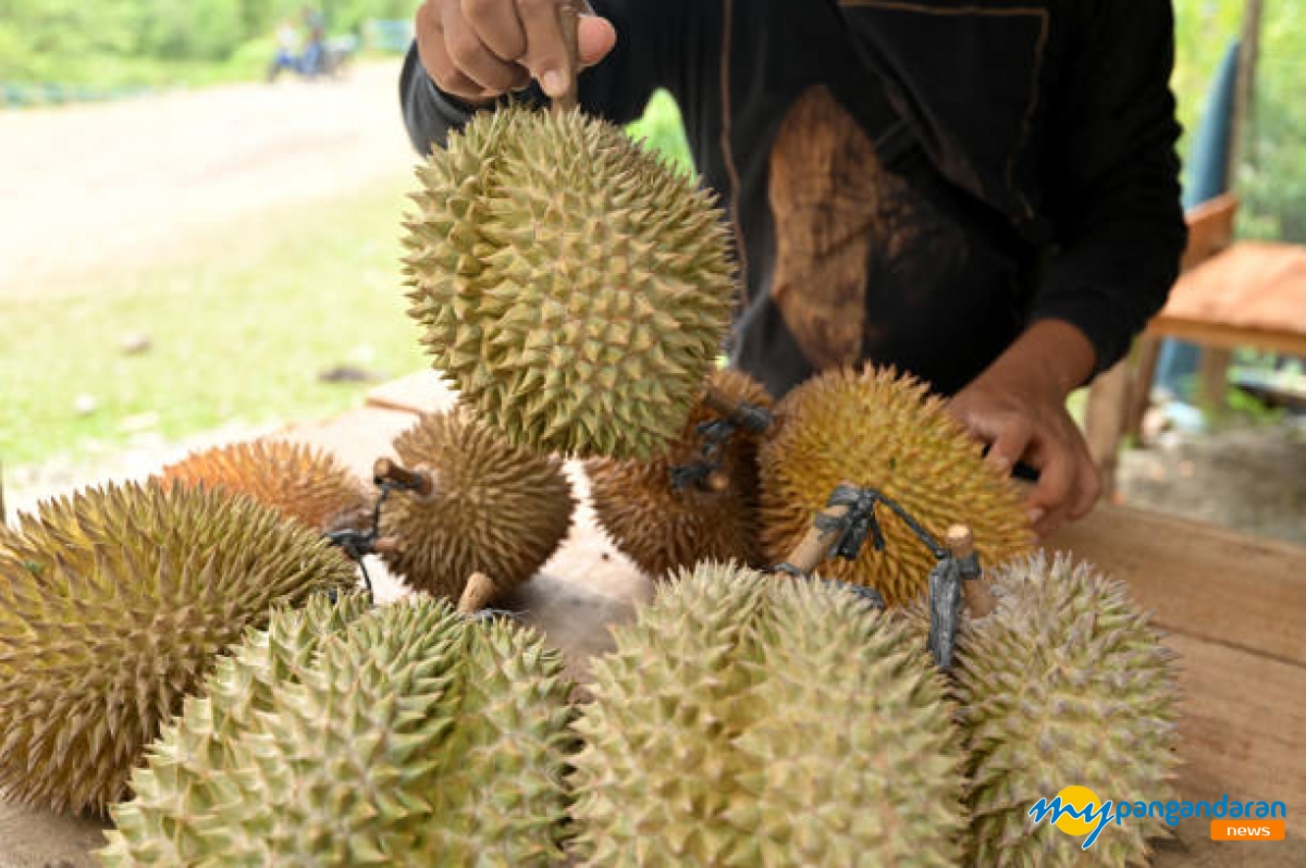 Menikmati Sensasi Berburu Durian Lato-lato di Pangandaran dengan Harga Terjangkau