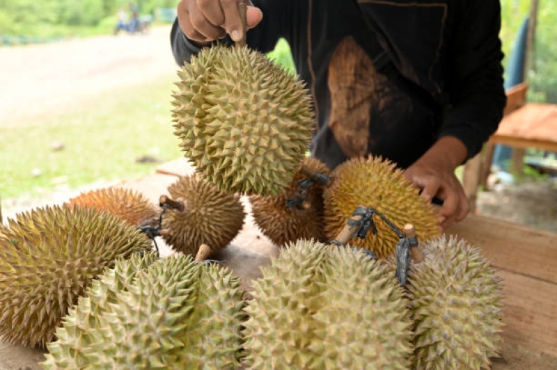 Menikmati Sensasi Berburu Durian Lato-lato di Pangandaran dengan Harga Terjangkau