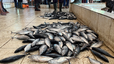 Musim Ikan Kembung Mulai Terasa, Aktivitas Pelelangan di PPI Cikidang Pangandaran Meningkat