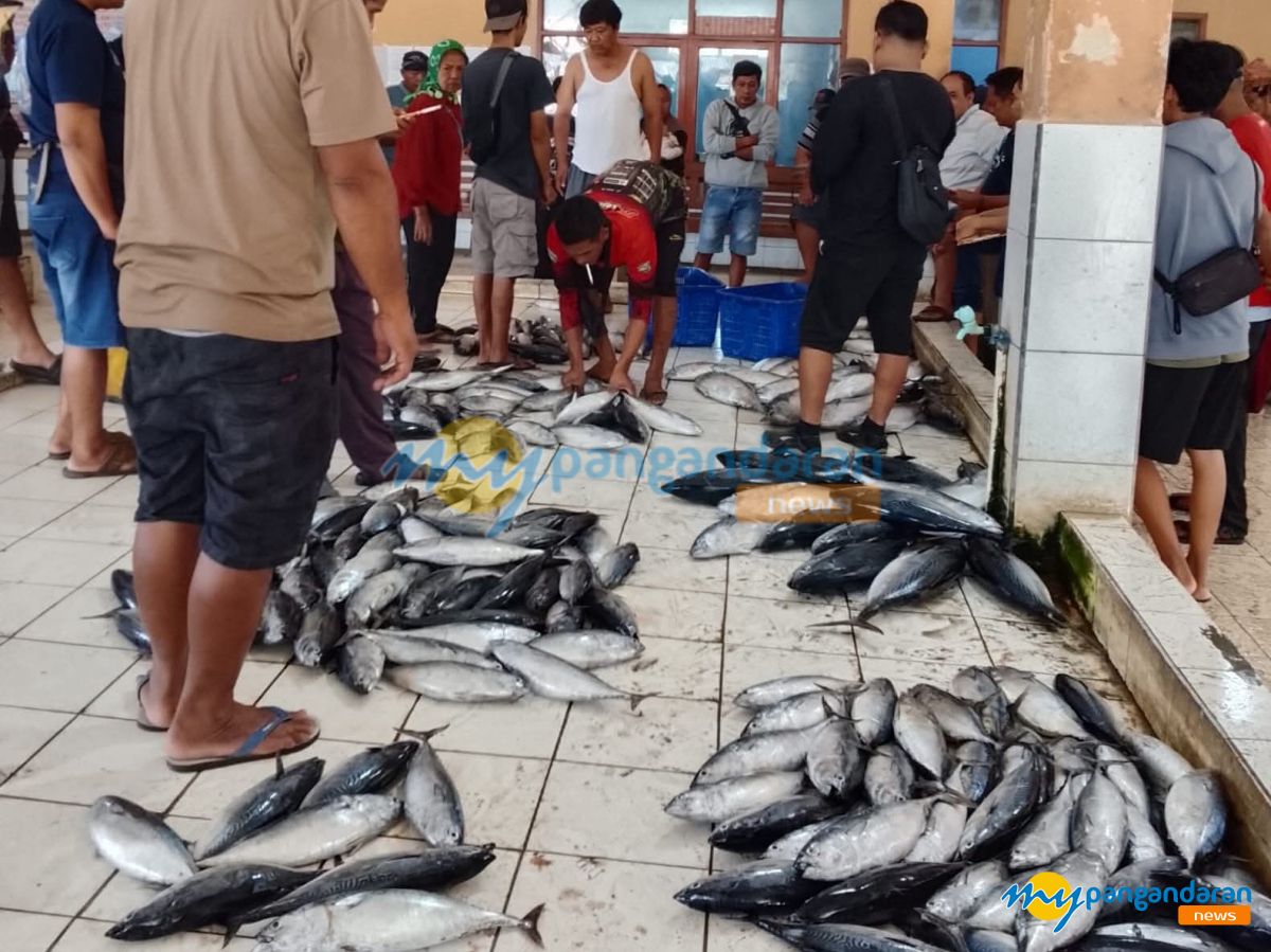 Musim Kemarau Bawa Berkah, Tangkapan Ikan Kembung Nelayan Pangandaran Tembus 1 Ton per Perahu