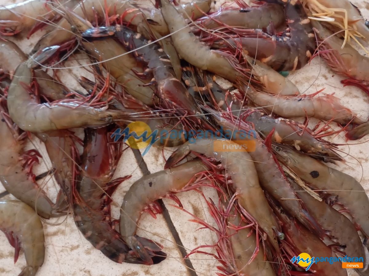 Musim Kemarau Udang Melimpah tapi Harga Merosot, HNSI Pangandaran Cari Solusi Stabilkan Harga