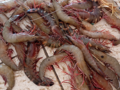 Musim Kemarau Udang Melimpah tapi Harga Merosot, HNSI Pangandaran Cari Solusi Stabilkan Harga