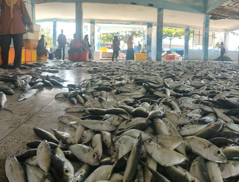 Nelayan Bojong Salawe Pangandaran Panen Ikan