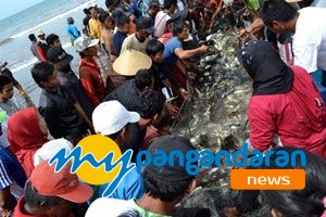 Nelayan Jaring Arad Pangandaran Panen Ikan