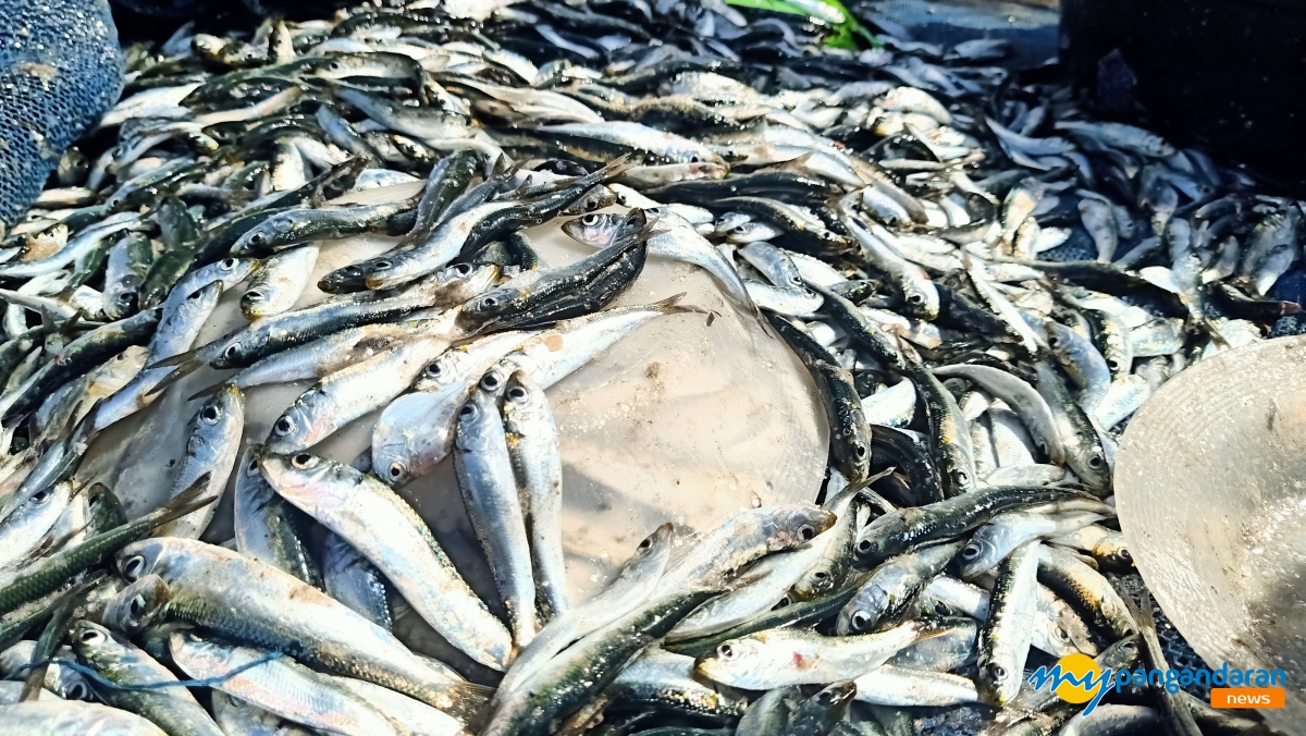 Nelayan Jaring Ered Pangandaran Panen Ikan Layang
