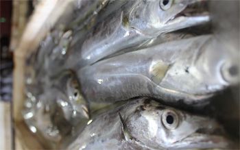 Petani Peceklik Akibat Sawah Kering, Nelayan Pangandaran Panen Ikan