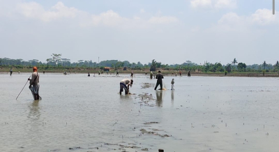 Panen Ikan, Rezeki Musiman Warga Ciganjeng Saat Banjir Surut