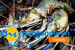 Penangkap Udang Keluhkan Sampah, Sebagian Nelayan Cuti Melaut