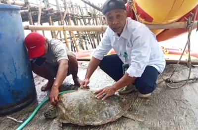 Penyu Hijau Ditemukan di Pantai Timur Pangandaran, Tubuh Penuh Parasit 
