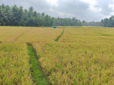 Petani Cibenda Alami Gagal Panen, Dinas Pertanian Pangandaran Sebut Belum Ada Laporan