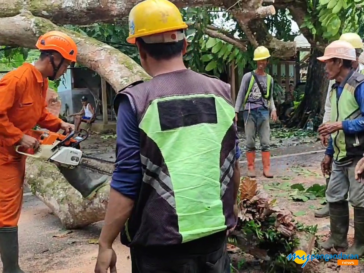 Pohon Tumbang di Jalan Raya Kalipucang - Pangandaran Sebabkan Kemacetan 