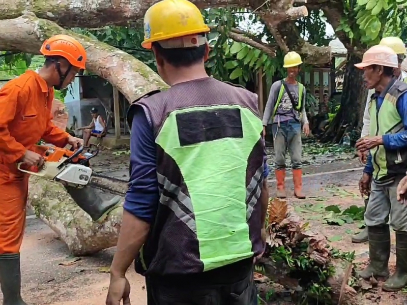 Pohon Tumbang di Jalan Raya Kalipucang - Pangandaran Sebabkan Kemacetan 