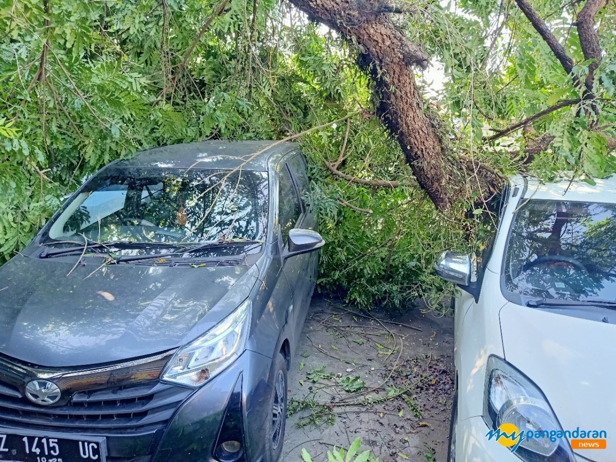 Pohon Tumbang di Terminal Pangandaran Menimpa Kios dan Mobil Parkir