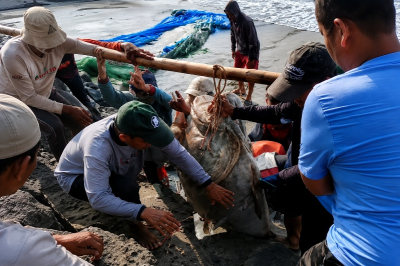 Potret Nelayan Jaring Ered Pangandaran Tangkap Kerapu Jumbo 120 Kilogram
