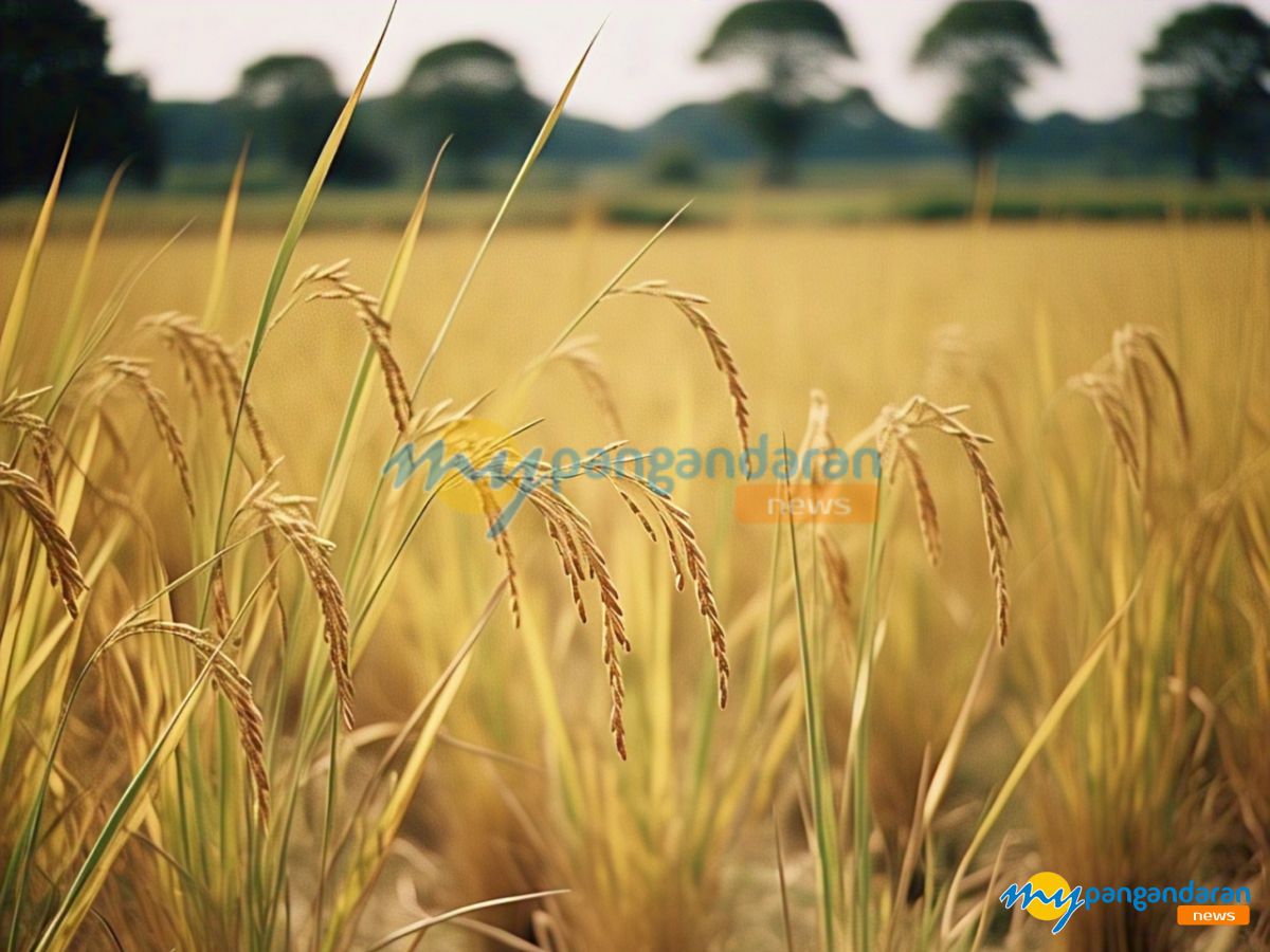 Ratusan Hektare Sawah di Cimerak Pangandaran Terendam Air Laut, Petani Terancam Gagal Panen