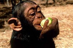 Sedang Diteliti Khasiat Makanan Monyet untuk Obat 