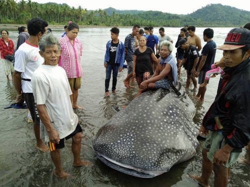 Seekor Hiu Tutul Kembali terdampar di Pantai Pangandaran