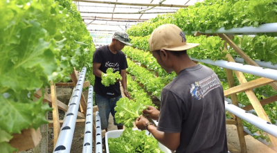 Selada Hidroponik Laris, Petani Muda Ciganjeng Kewalahan Penuhi Pasokan 