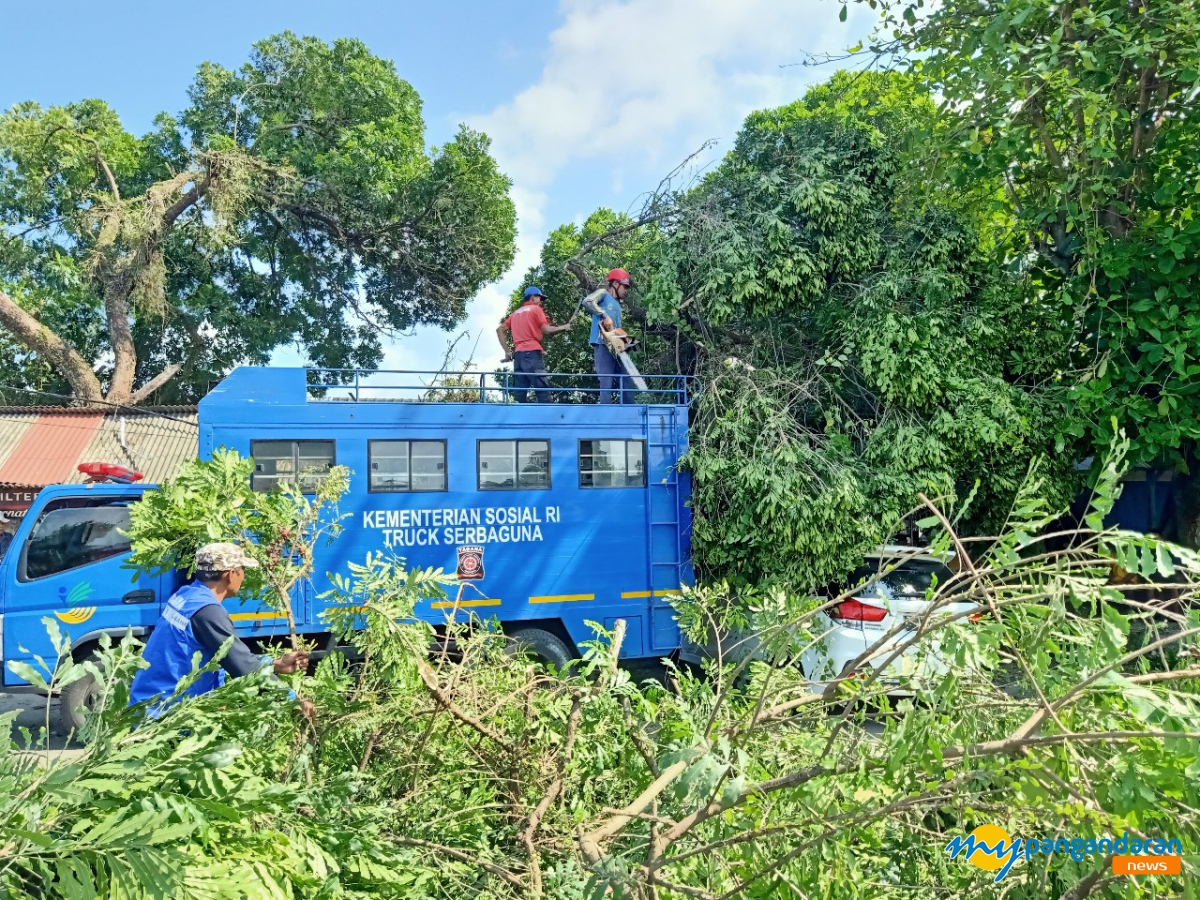 Sigap, Tagana Pangandaran Evakuasi Pohon Tumbang di Terminal yang Menimpa 3 Mobil