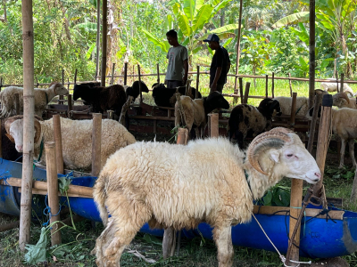 Stok Banyak, Pedagang Hewan Kurban di Pangandaran Mulai Jualan Lebih Awal