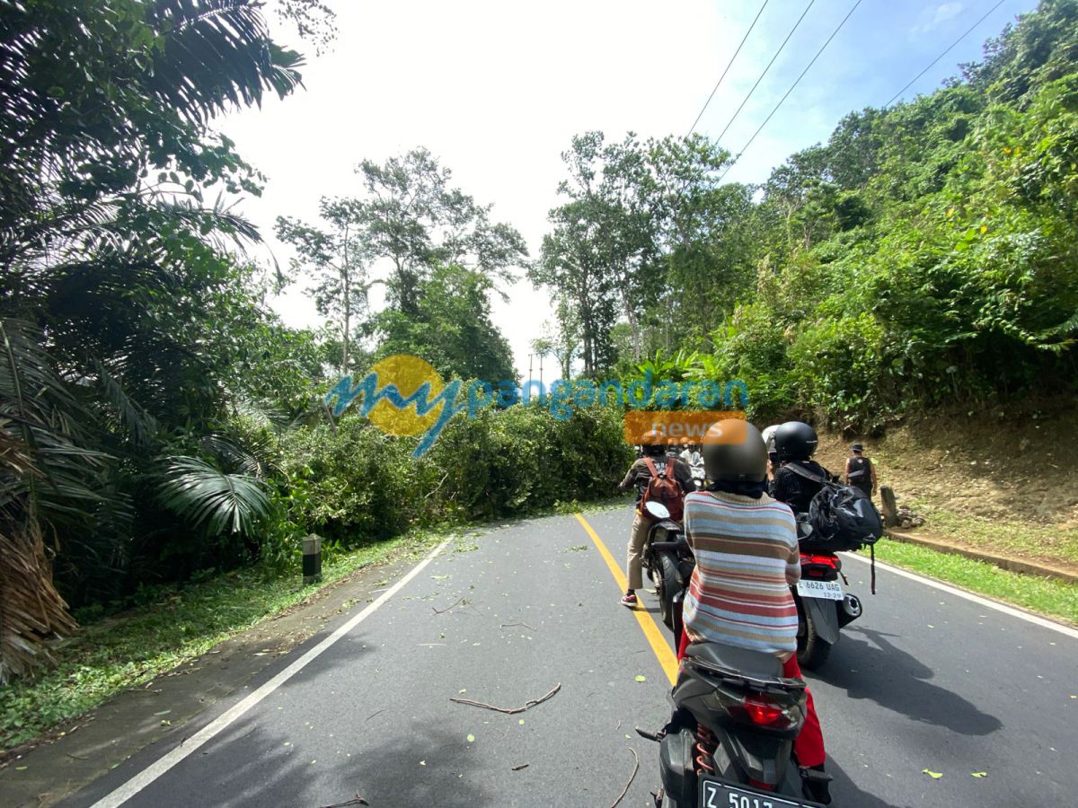 Sudah Kondusif, Satlantas Polres Pangandaran Atur Lalin Akibat Pohon Tumbang di Blok Emplak Pangandaran