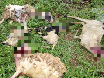 Teror Anjing Liar Kembali Resahkan Warga Pangandaran, Ternak Domba Jadi Korban