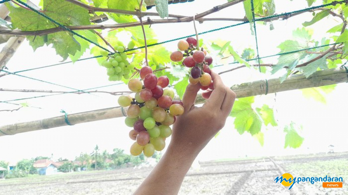 Tradisi Munggahan dengan Petik Anggur di Pangandaran