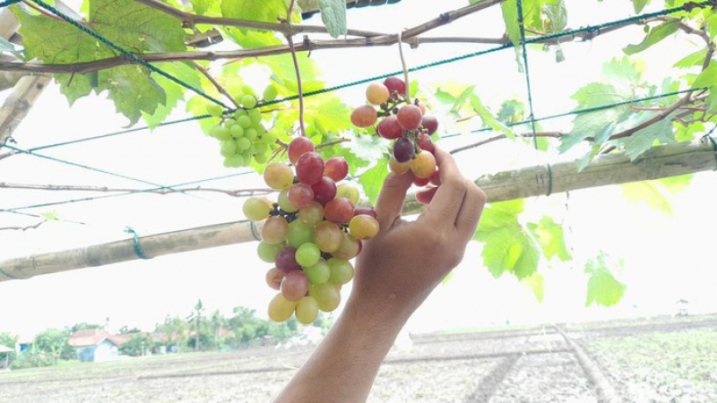 Tradisi Munggahan dengan Petik Anggur di Pangandaran