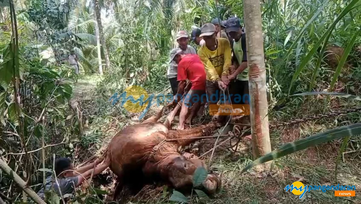Tragis, Sapi untuk Biaya Kuliah Anak Tewas Terjebak di Gua Sempit di Cimerak Pangandaran 