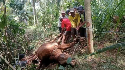 Tragis, Sapi untuk Biaya Kuliah Anak Tewas Terjebak di Gua Sempit di Cimerak Pangandaran 