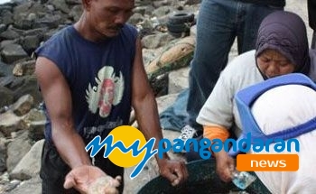 Ubur-ubur Ganggu Kenyamanan Mencari Ikan Nelayan