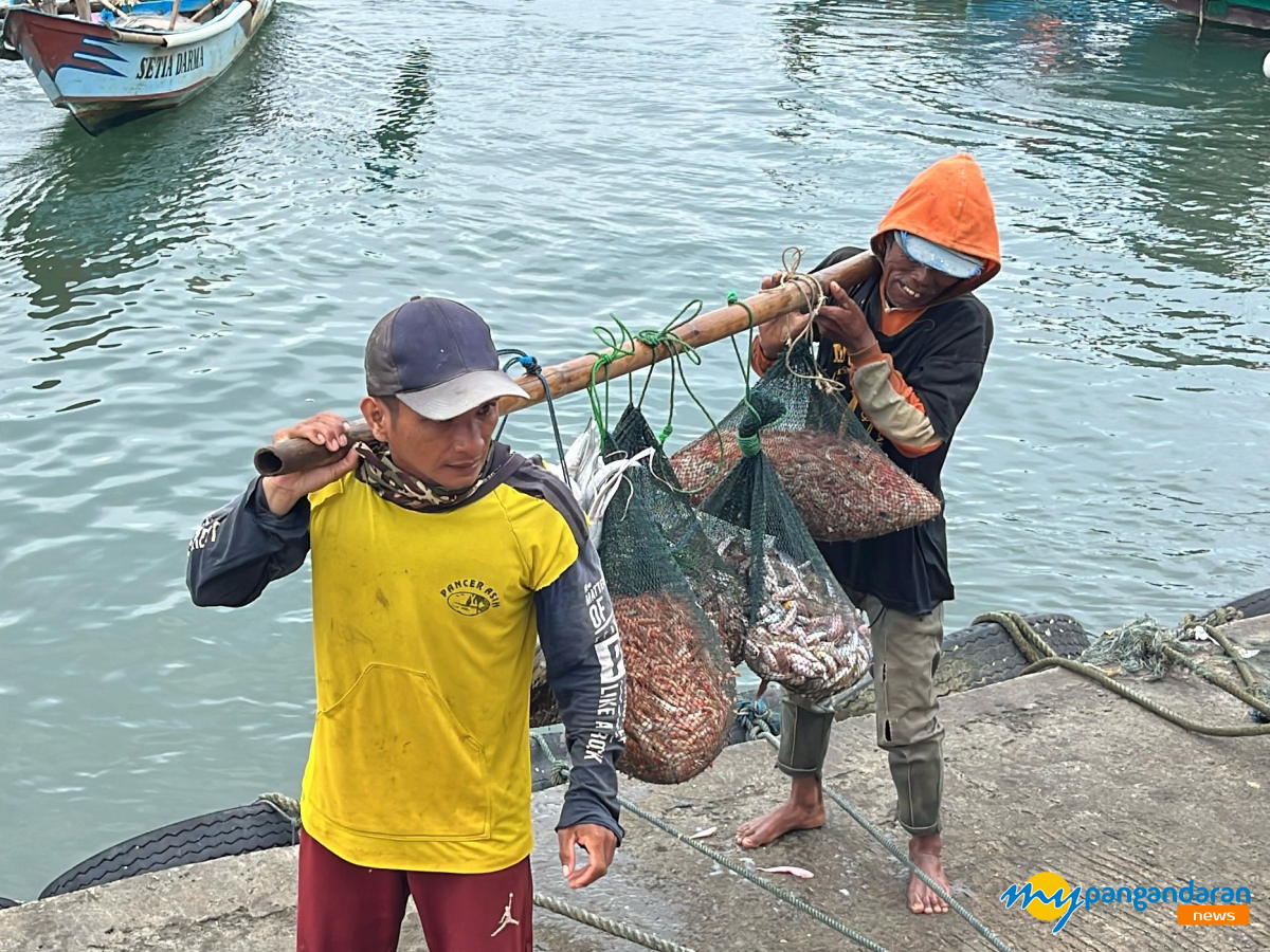 Udang Korosok Tak Laku di TPI Pangandaran, KUD Minasari Turun Tangan Borong Hasil Nelayan