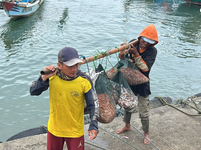 Udang Korosok Tak Laku di TPI Pangandaran, KUD Minasari Turun Tangan Borong Hasil Nelayan