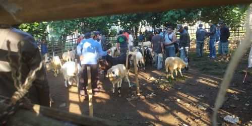 Unik! Pasar Domba di Cijulang Warga Pangandaran Banyak Yang Belum Tahu