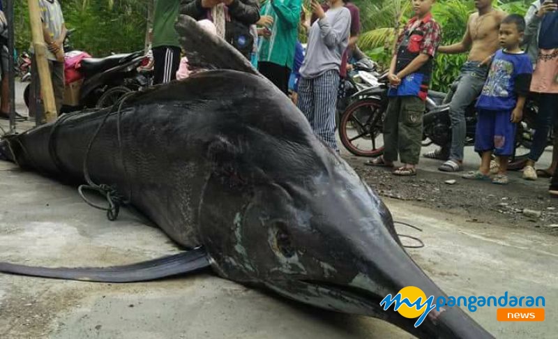 Viral, Ikan "Ikon Pangandaran" Blue Marlin Tertangkap Nelayan Bojongsalawe