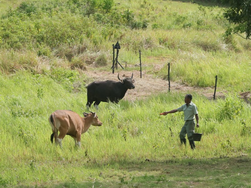 Yuk Kenalan dengan Penghuni Baru Taman Wisata Cagar Alam Pangandaran, Ada Banteng Jawa Bernama Uchi